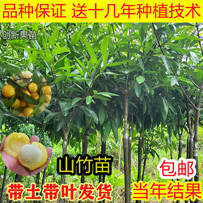 山竹树苗嫁接改良大果黄金山竹果树苗庭院盆栽南北方种植耐寒品种