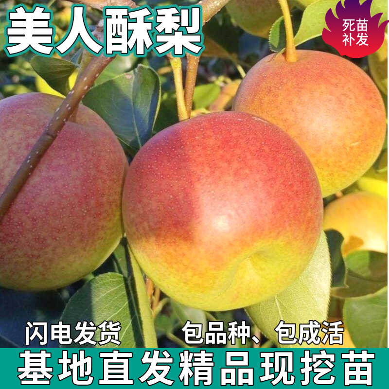 美人酥梨果树苗南北方地栽庭院盆栽种植特大嫁接甜梨树苗当年结果