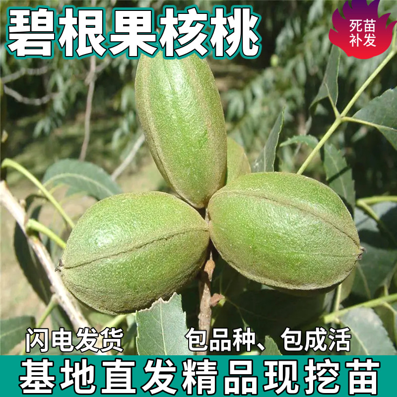 美国碧根果核桃树苗嫁接薄皮香甜核桃南北方种植盆栽庭院当年结果