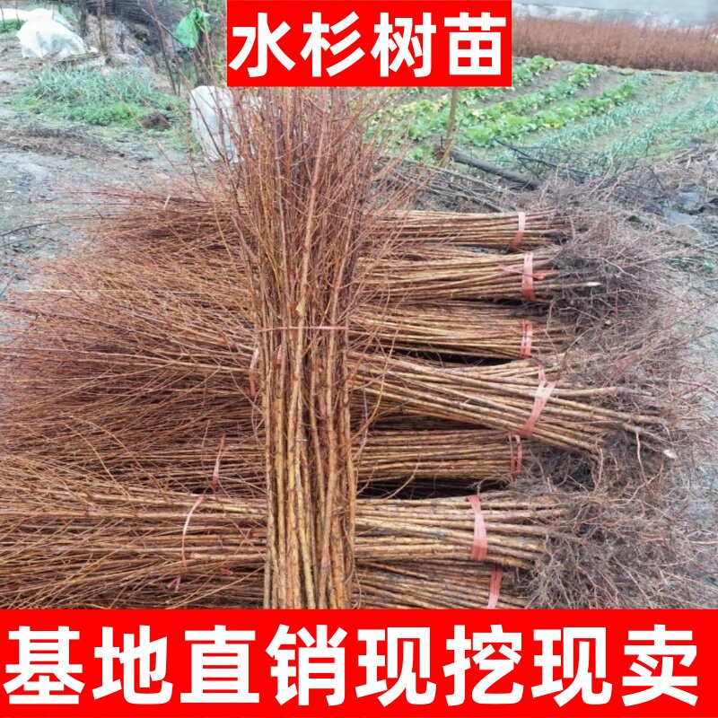 绿化苗水杉苗速生水杉树苗四季常青落羽杉庭院道路农田护坡占地