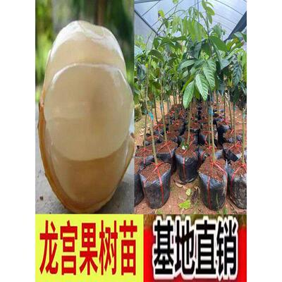 保障泰国龙宫果树嫁接特大杯苗庭院盆栽地栽南北种植当年结果