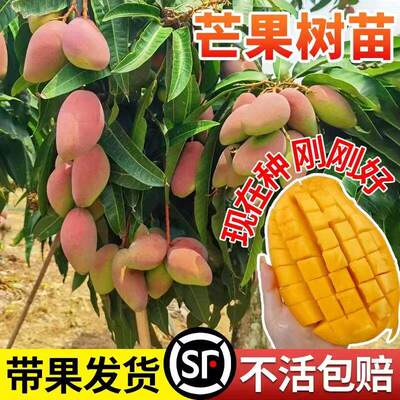正宗芒果树苗嫁接四季芒金煌芒贵妃芒果苗树矮化盆栽南北方当年结