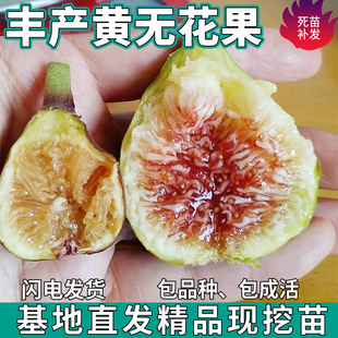 丰产黄无花果苗树南北方庭院地栽盆栽种植嫁接无花果活苗当年结果