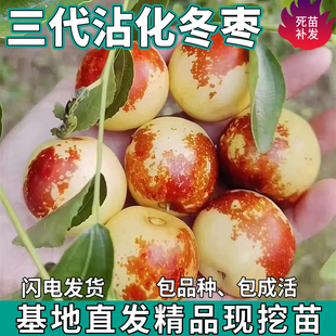 三代沾化冬枣树苗南北方盆栽耐寒地栽特大枣子嫁接果树苗当年结果