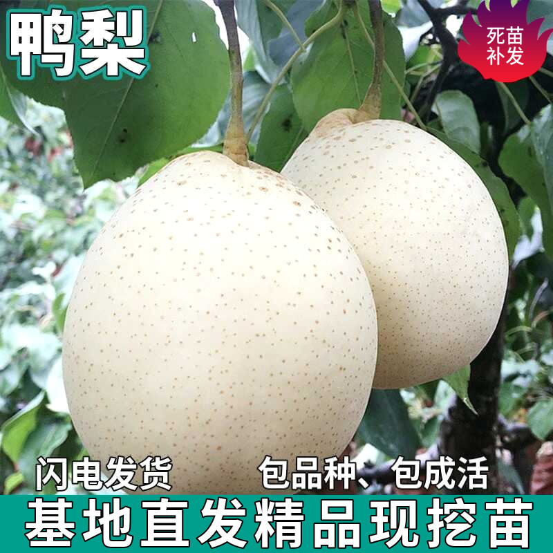 鸭梨果树苗南北方地栽庭院盆栽四季种植特大果嫁接活树苗当年结果