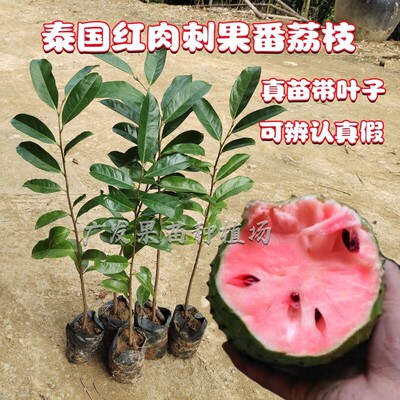 刺果番荔枝苗红毛榴莲果树台湾凤梨大目释迦种当年结果