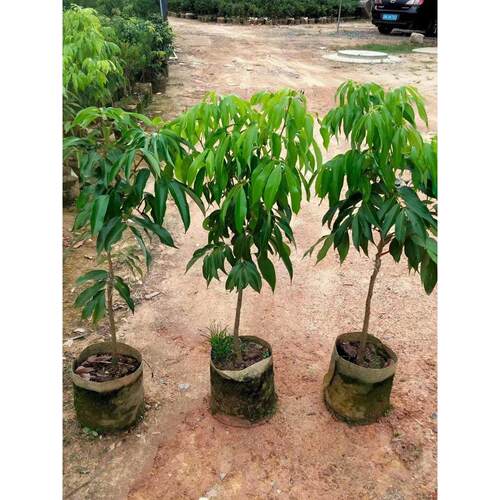 灵山冰荔仙进奉糯米糍妃子笑无核荔枝树苗水果树南方种植桂味大苗