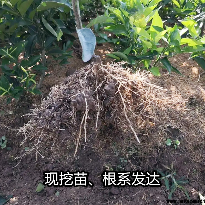 由良蜜桔树苗南北方地栽盆栽嫁接薄皮无籽蜜橘桔子果树苗当年结果
