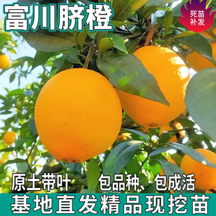 富川脐橙树苗南北方庭院盆栽地栽四季种植嫁接香甜橙子苗当年结果