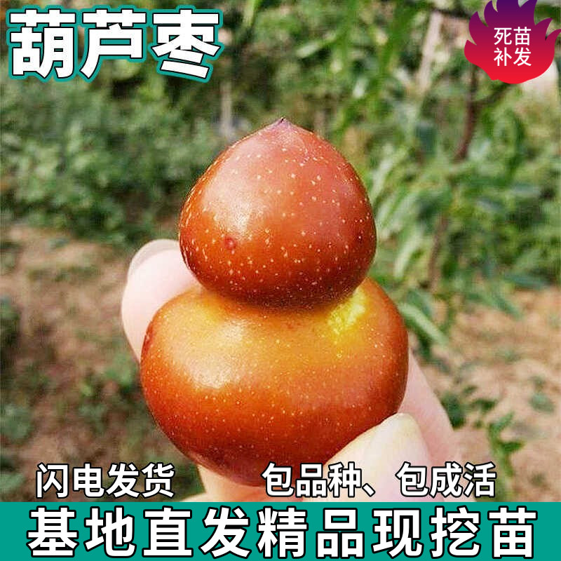 葫芦枣树南北方庭院地栽脆甜特大枣子树苗盆栽嫁接果树苗当年结果