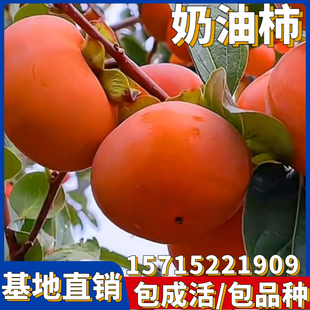 奶油柿子苗树南方北方种植庭院特大矮化盆景盆栽嫁接耐寒当年结果