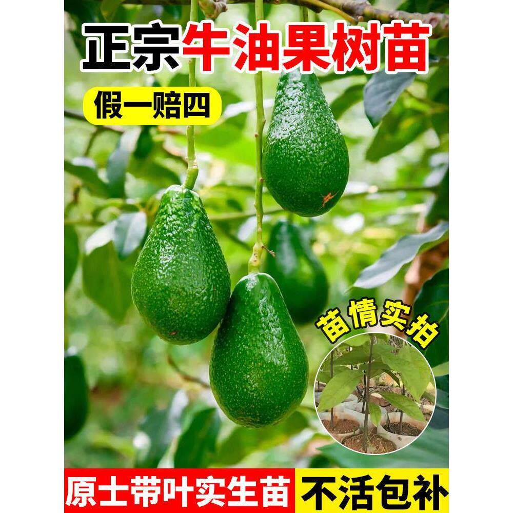 正宗牛油果树苗南北方庭院种植墨西哥哈斯牛油果带土当年开花结果