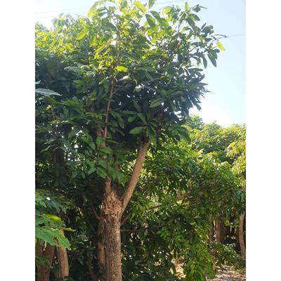 龙眼树嫁接苗桂丰早四季龙眼石硖储粮带杯带土带叶发货好成活