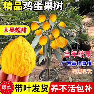 苗台湾耀堂仙桃蛋黄果苗嫁接木瓜仙桃南方盆栽地四季结果