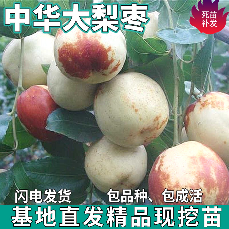 中华大梨枣苗树南北方庭院地栽特大果盆栽嫁接甜脆枣子苗当年结果