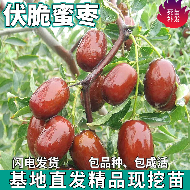伏脆蜜枣树苗南北方庭院地栽特大果盆栽嫁接早脆王甜枣子当年结果