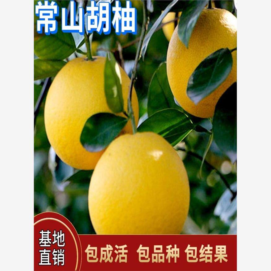 常山胡柚苗南北方庭院地载种植盆栽嫁接果树苗特大柚子树当年结果