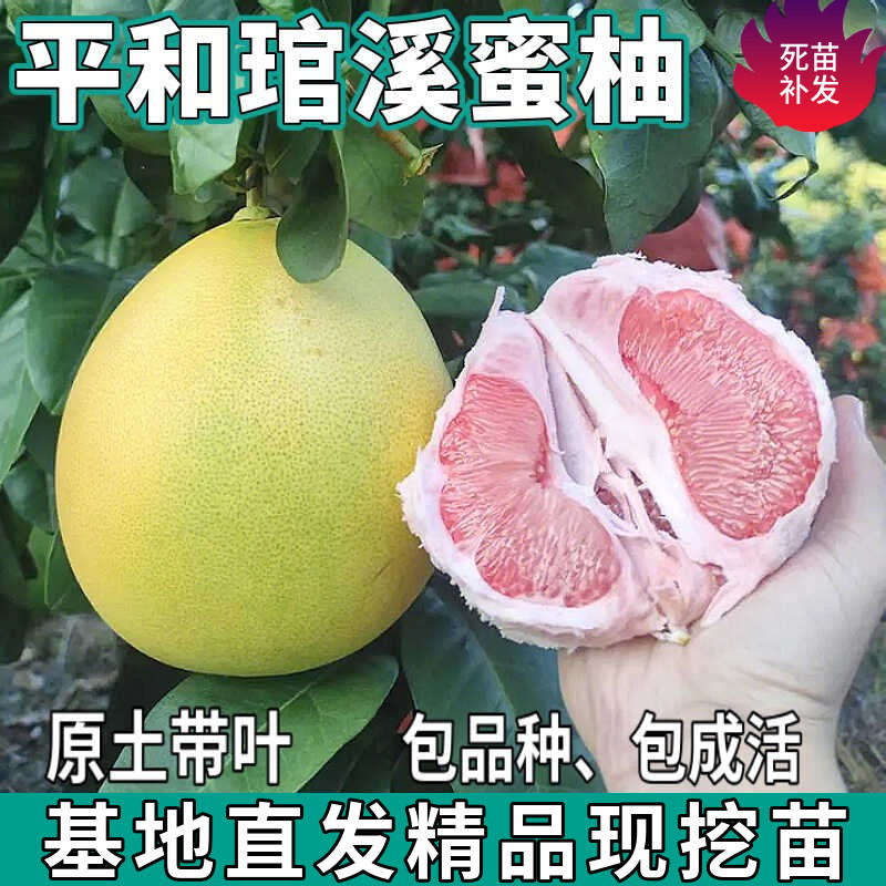 平和琯溪蜜柚树苗南北方庭院地栽盆栽嫁接红心蜜柚子苗树当年结果