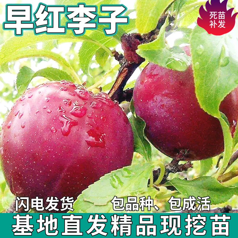 早红李子果树苗南北方地图片