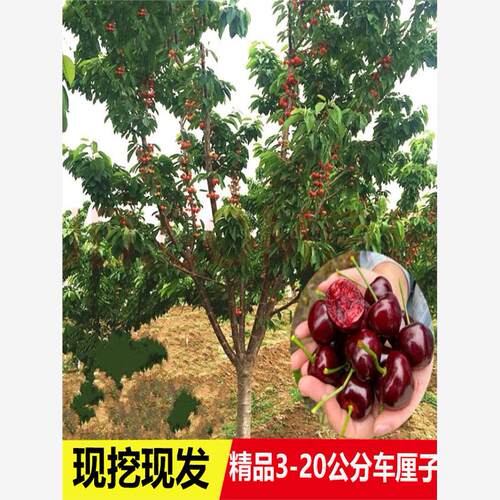 车厘子树苗特大樱桃果南