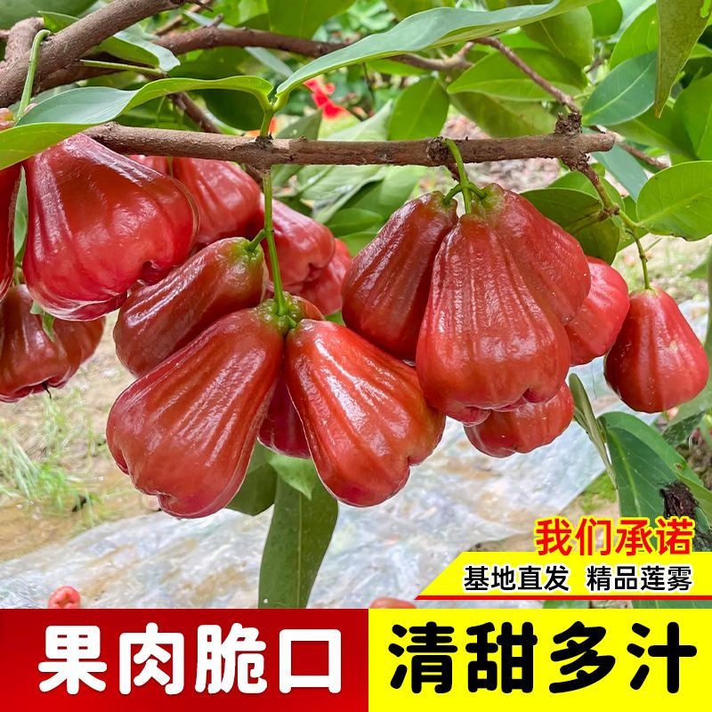 【基地直发】莲雾树苗嫁接苗黑金刚莲雾黑糖芭比莲雾果苗南方盆栽
