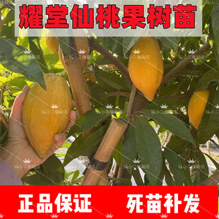 台湾耀堂仙桃苗嫁接木瓜仙桃鸡蛋果苗南方盆栽地四季结果蛋黄果苗