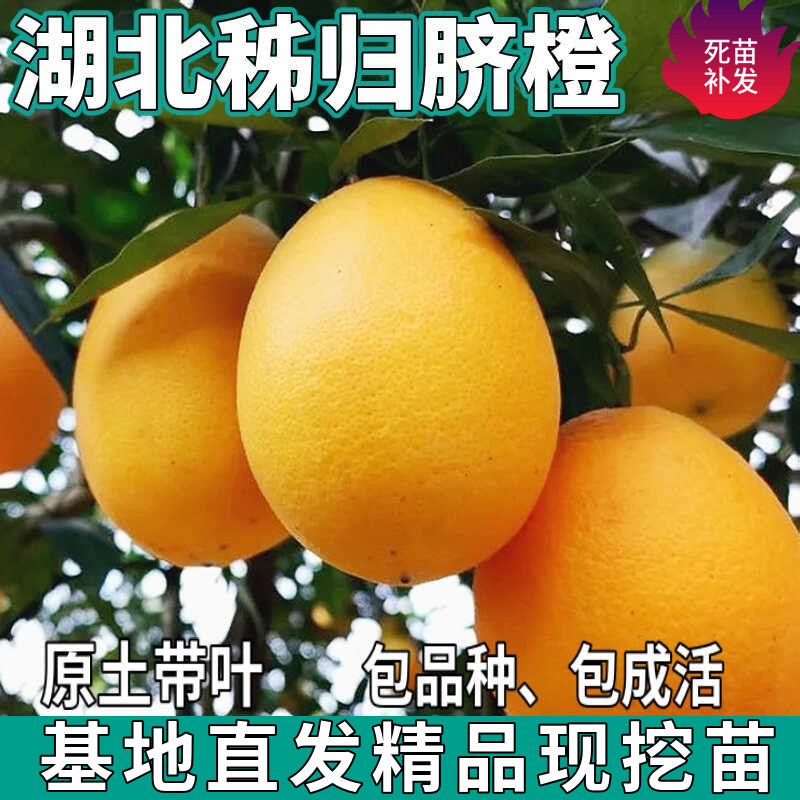 正宗湖北秭归脐橙树苗南北方庭院盆栽地栽种植嫁接甜橙子当年结果