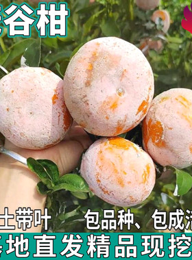 茂谷柑树苗南北方地栽盆