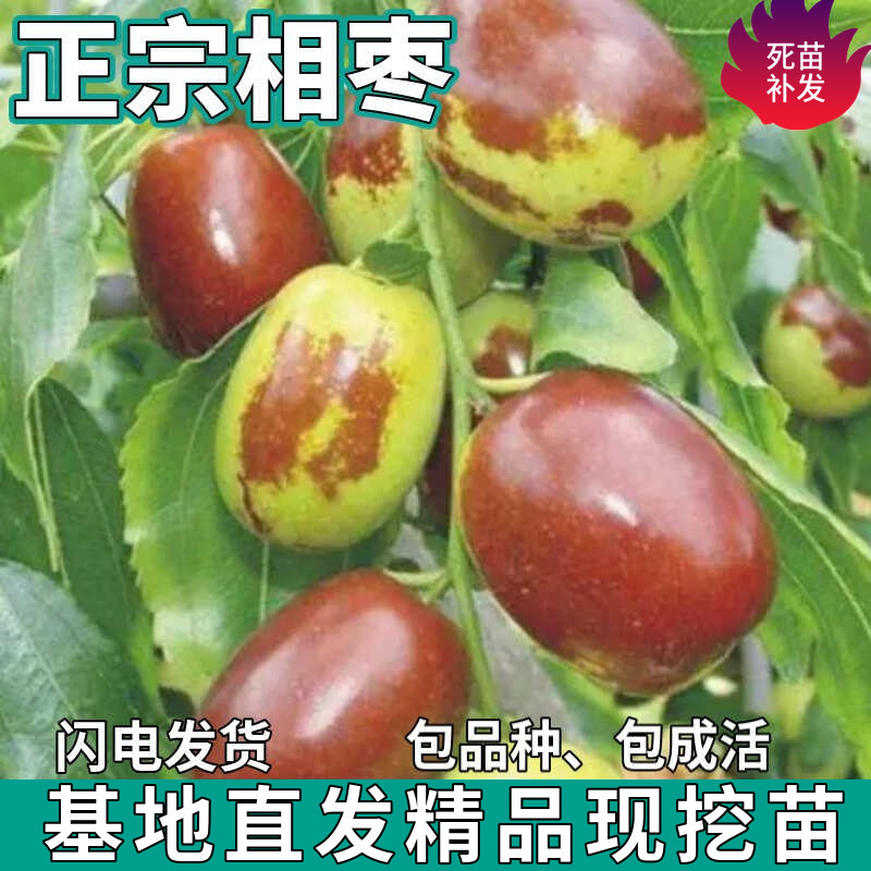 正宗相枣苗树南北方庭院地栽特大果树盆栽嫁接甜脆枣子苗当年结果