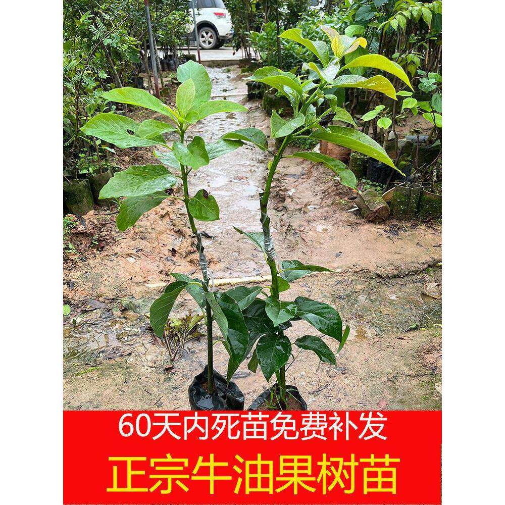 广西牛油果树苗嫁接苗南北方种植当年结果鳄梨哈斯黑美人盆栽地栽