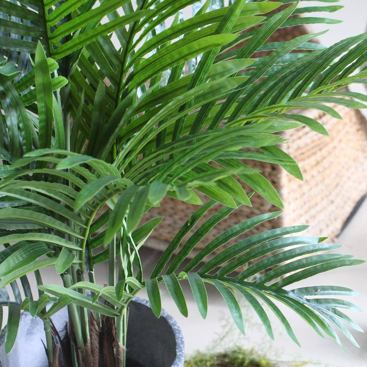 艺YH-网植凤尾葵橱窗装饰盆栽卉绿散尾葵造景室内植物红民宿盆景
