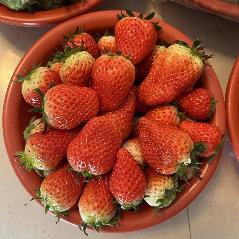 塑料脸盆2斤装装5斤装1莓斤846装0草斤脸盆水果脸盆草莓盆小号 红