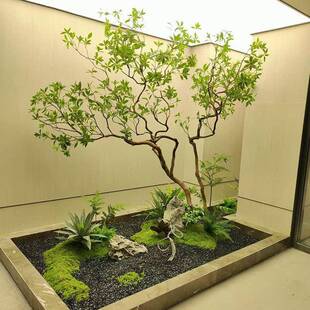 精品马醉木真树造景装饰树生绿植大型假树简约景观橱窗摆件