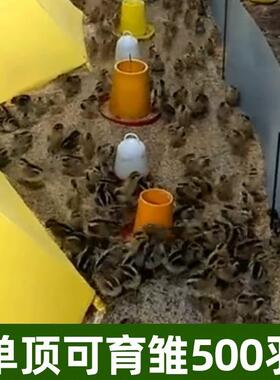 厂家设小鸡温备控温伞自脱动保温养伞鸡设备育雏伞育雏KMY器保温