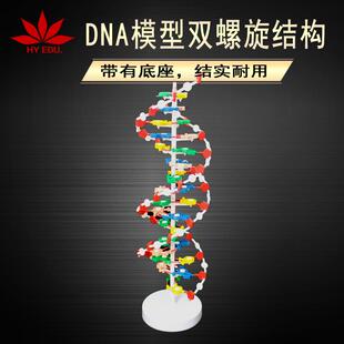 DNA模型双带底座60公分碱基对遗传基因DNA模型双螺旋结构