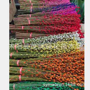 供应室内摆放观赏银柳枝条大量 银芽柳彩色干花染色颜色多