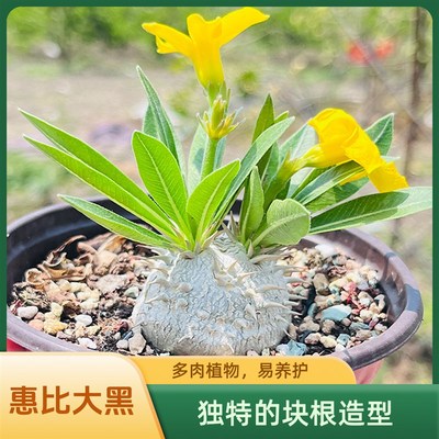 【快乐植得】惠比k大黑多肉块根客厅办公桌植物易养美观一物一拍