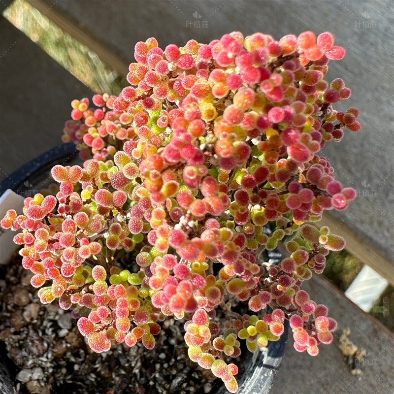 叶植庭【蜜橘糖球】支杆番杏一R物一拍昆明发货