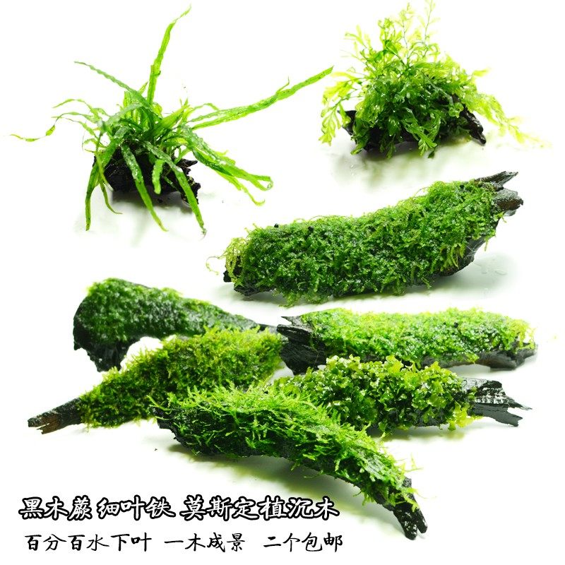 绿藻美凤莫丝沉木定植草缸造景松茸莫斯三角MOSS鱼缸懒人怪蕨包邮