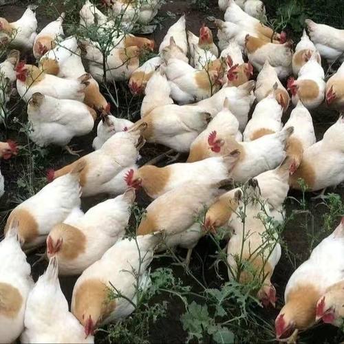 正宗1斤杏花鸡苗古典鸡活苗柴鸡各种鸡苗三黄鸡脱温高产蛋营养好