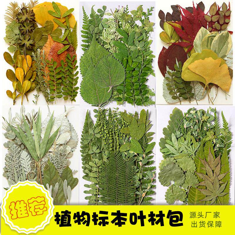 真树叶植物标本 幼儿园手工贴画干花压花DIY材料包写真贴脸装饰