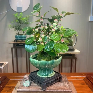 【下单立减50】小盼菩提禅意带花盆绿植盆栽室内客厅好养绿植XD