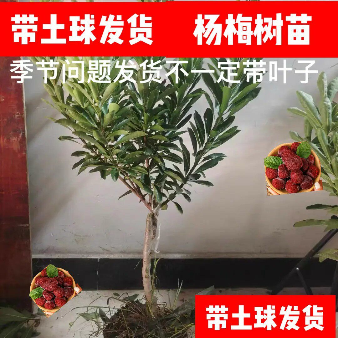 【下单立减50】正宗东魁黑炭杨梅树苗杨梅苗盆栽地栽果树苗KF