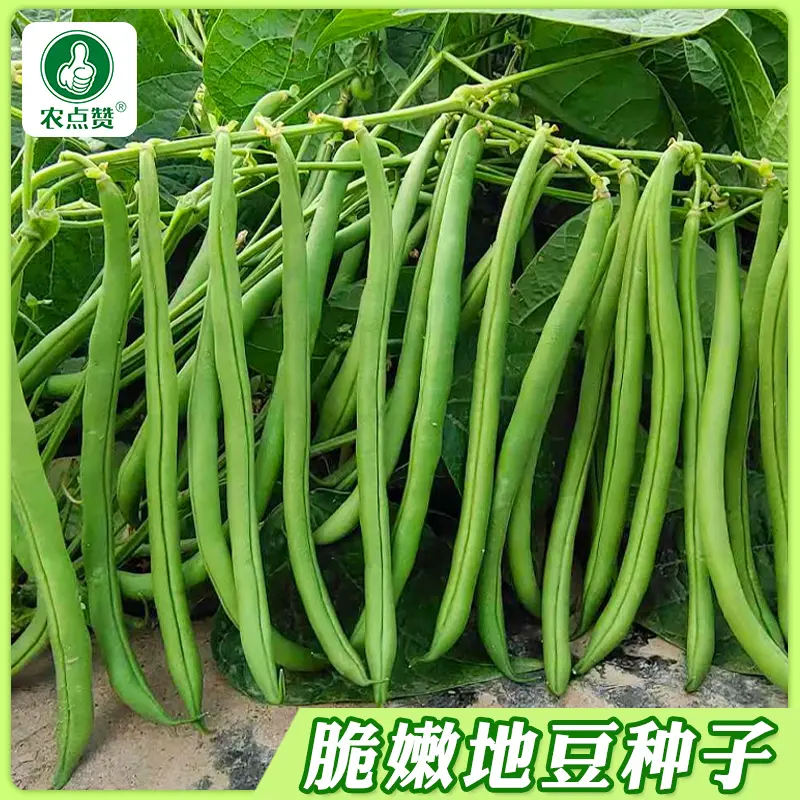 【下单立减50】无架豆种子不搭架长豇豆种籽地豆蔬菜种孑XD