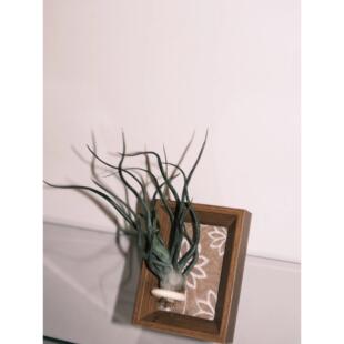 三茶的植物空气凤梨相框可摆放可挂墙(好养）可代写卡片