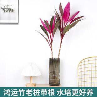 水培植物紫竹鸿运当头老桩带根富贵竹朱蕉水培水养绿植净化空气
