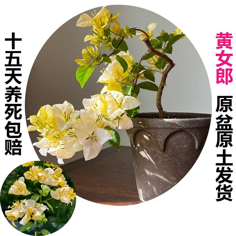 黄女郎 a (三角梅)原生大苗四季开 花老桩爬藤植物