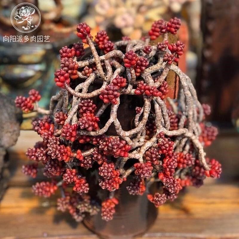 毛豆稀有精品多l肉植物一物一拍老桩大群悬崖造型桩向阳派