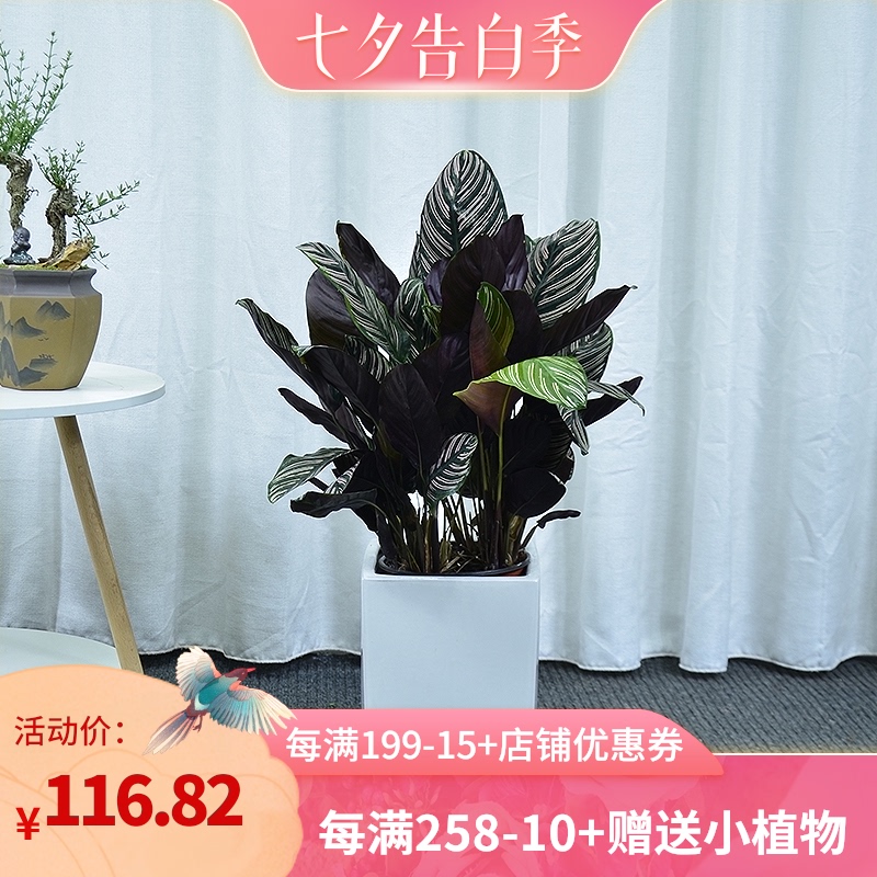 双线竹芋绿植室j内卫生间家居客厅卧室阴暗环境植物北欧盆栽