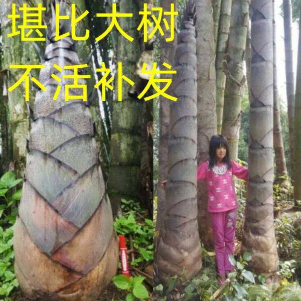 大型楠竹苗巨龙竹竹苗食用竹笋苗种植四季长青毛竹苗巨龙竹竹子苗